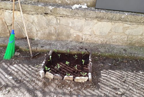 Laboratorio di giardinaggio ed educazione ambientale